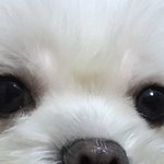 [댓글부탁해] 얘한테 <b>디엠</b>할지말지 추반 좀