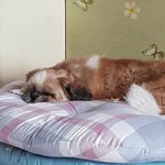 진짜 <b>산책</b> 때문에 스트레스 받아 죽고싶음
