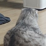 귀여운 고양이 <b>자랑</b>