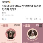 (주목!!)은퇴한 마약<b>탐지견</b> 분양한다고합니다!