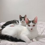 우리 냥이 보고가세요!