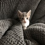 [고양이] 저희집 막내 <b>레오</b>에오 !!