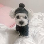 [강아지] 막둥이 견생 힘들다 2탄 (꼭 봐주세요!!!!!!)