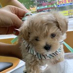 [강아지] 곧 사람될것같아