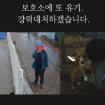 [강아지] 쉼터에 유기된 아이들