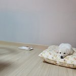 <b>임</b>보중인 곰이