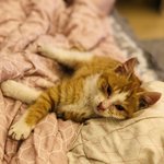 [고양이] <b>논두렁</b>에서 온 두렁이