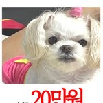 [도와주세요] 강아지를 잃어버렸습니다