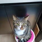 [고양이] 우리집 막둥이 <b>나비</b>7