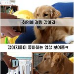 [강아지] 최면에 걸려 개침 핥핥 당한 <b>견주</b>