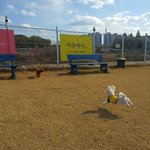 [강아지] 개<b>치원</b>에서의 하루