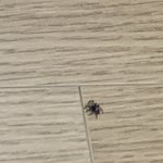 [벌레주의] ㅑ 제발 살려줘 이거 뭐야 벌레 제발