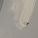 진짜 거미 <b>에프</b>킹라로 죽나요? 지발 제바레