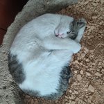 <b>똥개</b> 냥냥이 ㅋㅋ