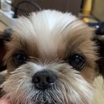 [강아지] 우리 시<b>츄</b> 보구강