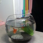 내 <b>어항</b> 구경해