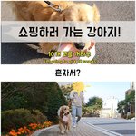 [이것좀봐줘] (귀<b>염주</b>의) 쇼핑하러 다니는 강아지 ㅋㅋ