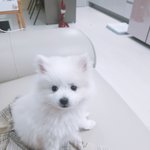 저희집 강아지 사진 <b>투척</b>(광고잇음)