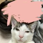 [드루와] 나 울 고양이랑 셀카 찍었는데 <b>표정</b> 개웃김