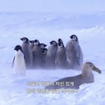애들아 <b>팽</b><b>귄</b>이나 보고 가