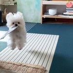 [댓글부탁해] 애쉬그레<b>이</b> 염색 <b>집</b>에서 하는거 어때