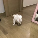 강아지의 <b>지리</b>는 뒤태