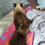 [드루와] 고양이들이 내 자리 뺏음...