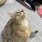 여기에 우리<b>집</b> 고양이 <b>사진</b> 올려도 돼?
