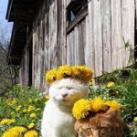 잠금화면 골라줭
