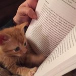 고양이 <b>애기때</b>부터 키웠던 애들 있엉