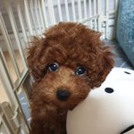 [강아지] 우리집 갱얼지 <b>자랑</b>