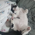 고양이 배에 털 안나있는<b>부분</b> 뭔지아는사람????