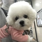 [강아지] <b>비숑</b> 호빵이