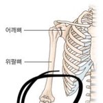 <b>며칠</b> 전부터 팔 ㅈㄴ 땡기는데 어카냐