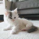 [<b>심신</b>의안정] 우리집 2개월 고앵 보고가