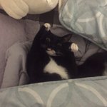 [고양이] 울 고양이 <b>포즈</b> 봐봐...ㅠㅠㅠ