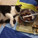 [고양이] 밤도 드시게요? 으르신...털쪄요...ㅠㅠ