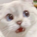 <b>고앵이</b> 키우는애들 부럽다..