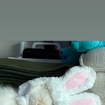 [고양이] <b>토끼</b>고양이