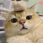 [댓글부탁해] 삶이 버거운 애들 있냐