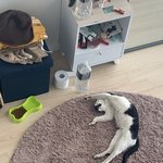 +사진추가))꽃모양 주둥이 스트릿출신 고양이