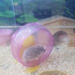 [방탈죄송] 동물보호법 개정에 관한 청원