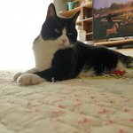 [고양이] <b>집사</b>맘대로 으르신 관찰기!!!