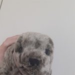 [NCT] ㅋㅋ 쇼타로 닮은 수달인형 발견