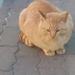 [드루와] 고양이 왜 이러나요???