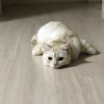 [고양이] 인절미 아니고 고양이