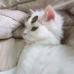[댓글부탁해] 에이블리 <b>쿠폰</b> 그거 어케하믄겨
