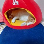 나의 동거묘 <b>도칠</b>이 다이어트 1kg 성공.