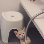 [댓글부탁해] 니네 양세형이 <b>릴리릴리</b> 부르는거 봄?