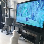 [고양이] 난 고양이 있어 너넨 없지?